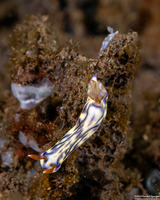 Hypselodoris zephyra (Zephyra Hypselodoris)