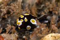 Colpodaspis thompsoni (Fried-Eggs Slug)