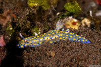 Hypselodoris confetti (Confetti Hypselodoris)