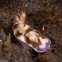 Hypselodoris krakatoa (Krakatoa Hypselodoris)