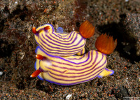 Hypselodoris maridadilus (Beautiful Hypselodoris)