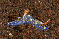 Hypselodoris roo (Roo Hypselodoris)