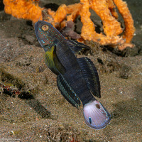 Amblygobius phalaena (Whitebarred Goby)