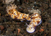 Hypselodoris tryoni (Tryon's Risbecia)