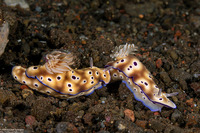 Hypselodoris tryoni (Tryon's Risbecia)