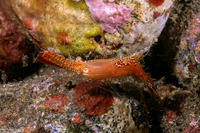 Leander plumosus (Long Nose Rock Shrimp)