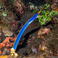 Rhinomuraena quaesita (Ribbon Eel)