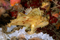 Taenianotus triacanthus (Leaf Scorpionfish)