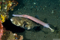 Aulostomus chinensis (Trumpetfish)