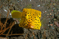 Ostracion cubicum (Yellow Boxfish)