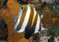 Coradion melanopus (Two-Eyed Coralfish)