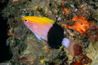 Bodianus bilunulatus (Tarry Hogfish)