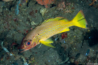 Lutjanus lutjanus (Bigeye Snapper)