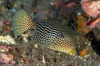 Ostracion solorense (Solor Boxfish)