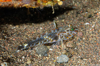 Fusigobius inframaculatus (Blotched Sandgoby)