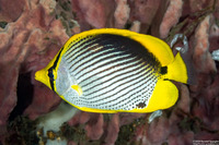 Chaetodon melannotus (Black-Backed Butterflyfish)