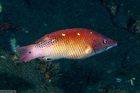 Bodianus dictynna (Redfin Hogfish)