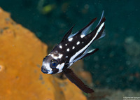 Macolor macularis (Midnight Snapper)