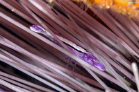 Stegopontonia commensalis (White-Stripe Urchin Shrimp)