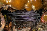 Stegopontonia commensalis (White-Stripe Urchin Shrimp)