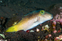 Canthigaster epilampra (Lantern Toby)