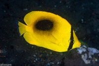 Chaetodon speculum (Oval-Spot Butterflyfish)