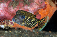 Ostracion meleagris (Spotted Boxfish)