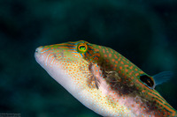 Canthigaster bennetti (Whitebelly Toby)