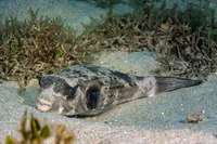 Arothron manilensis (Striped Puffer)