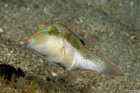 Canthigaster bennetti (Whitebelly Toby)