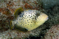 Pseudobalistes flavimarginatus (Yellowmargin Triggerfish)