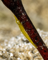 Latreutes pymoeus (Bignose Seagrass Shrimp)