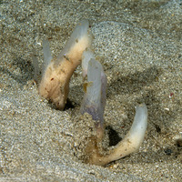 Ciocalypta penicillus (Brush Sponge)