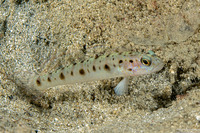 Vanderhorstia ambanoro (Ambanoro Shrimpgoby)