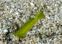 Elysia pusilla (Halimeda Sapsucking Slug)