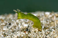 Elysia pusilla (Halimeda Sapsucking Slug)