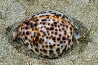 Cypraea tigris (Tiger Cowry)