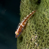 Pleurosicya mossambica (Common Ghostgoby)