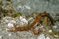 Pteraeolidia semperi (Blue Dragon Nudibranch)