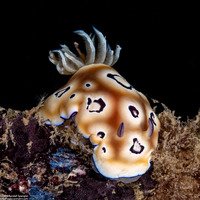 Goniobranchus leopardus (Leopard Nudibranch)