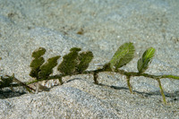 Caulerpa sertularioides (Caulerpa Sertularioides)