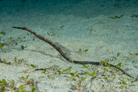 Trachyrhamphus bicoarctatus (Short-Tailed Pipefish)