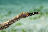 Trachyrhamphus bicoarctatus (Short-Tailed Pipefish)