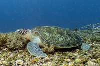 Chelonia mydas (Green Sea Turtle)