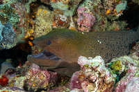 Gymnothorax javanicus (Giant Moray)