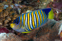 Pygoplites diacanthus (Regal Angelfish)