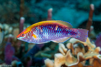 Cirrhilabrus lubbocki (Yellowback Fairy Wrasse)