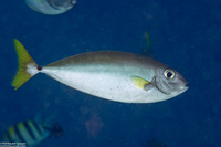 Naso minor (Blackspine Unicornfish)