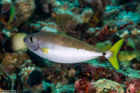 Naso minor (Blackspine Unicornfish)