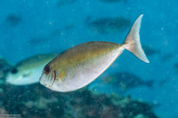 Naso thynnoides (Barred Unicornfish)